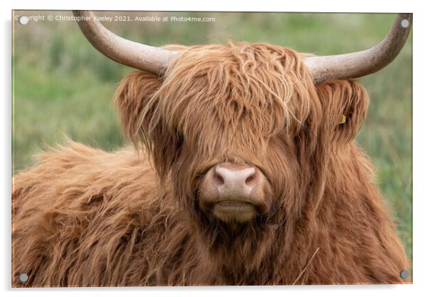 Highland cow close up Acrylic by Christopher Keeley