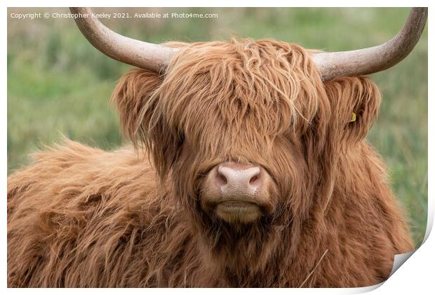 Highland cow close up Print by Christopher Keeley