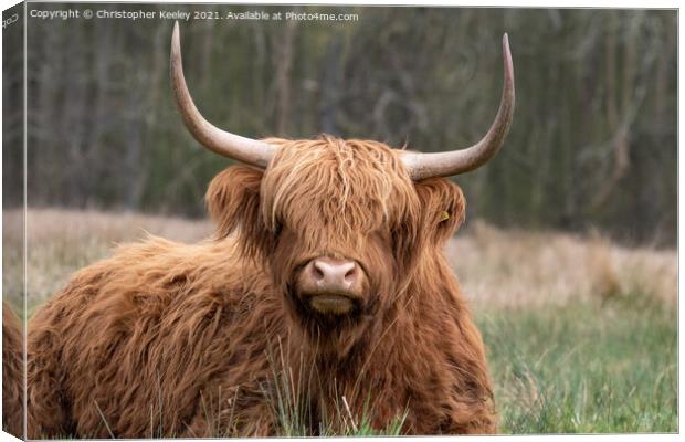 Cute Highland cow Canvas Print by Christopher Keeley