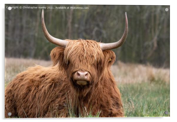Cute Highland cow Acrylic by Christopher Keeley