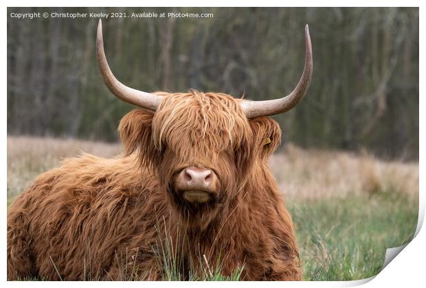 Cute Highland cow Print by Christopher Keeley