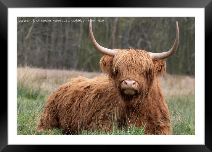 Highland cow in the field Framed Mounted Print by Christopher Keeley