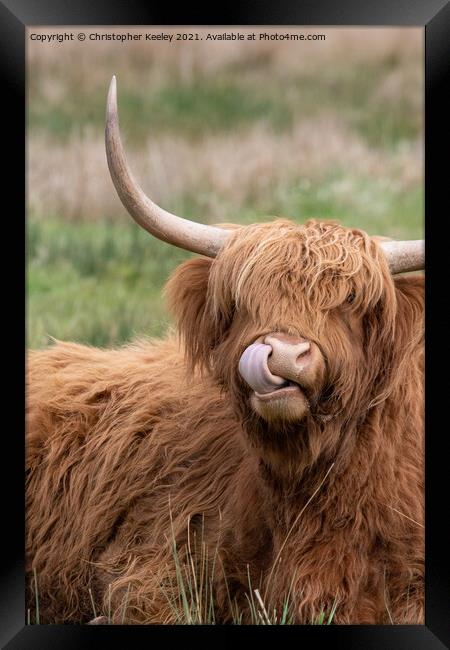 Highland cow portrait Framed Print by Christopher Keeley