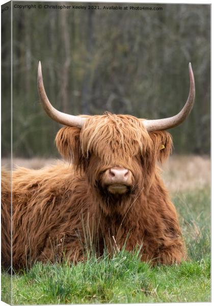 Woolly Highland cow Canvas Print by Christopher Keeley