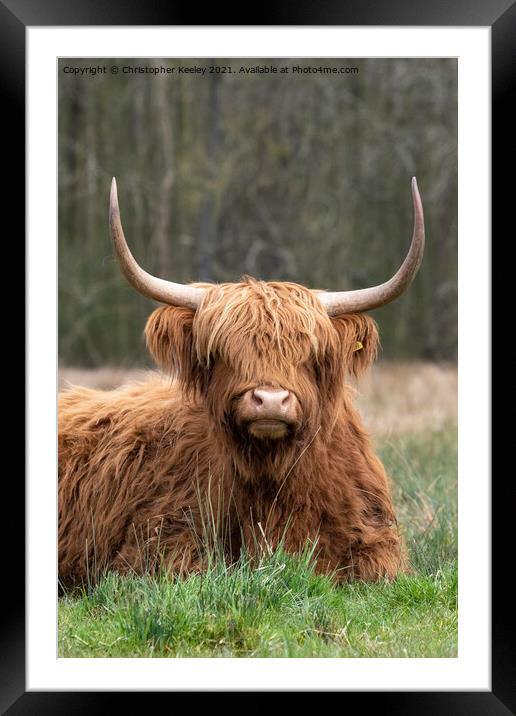 Woolly Highland cow Framed Mounted Print by Christopher Keeley