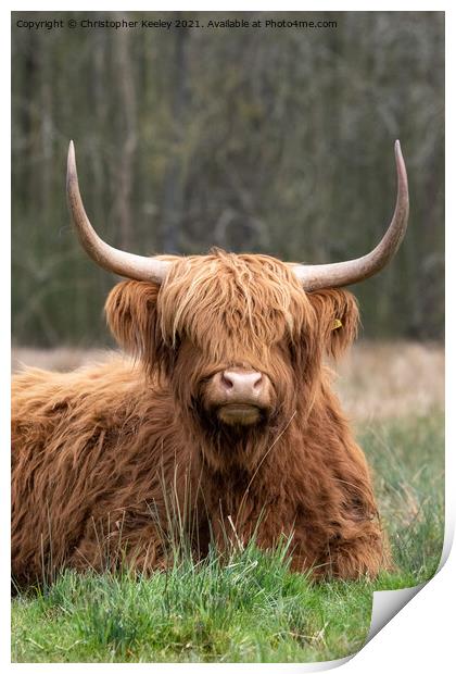Woolly Highland cow Print by Christopher Keeley