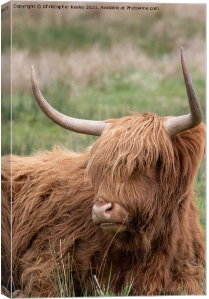 Highland cow in a field Canvas Print by Christopher Keeley