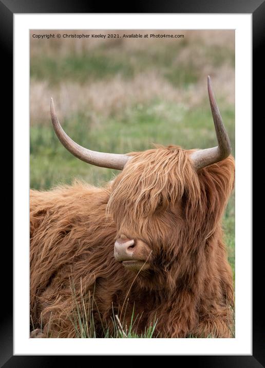 Highland cow in a field Framed Mounted Print by Christopher Keeley