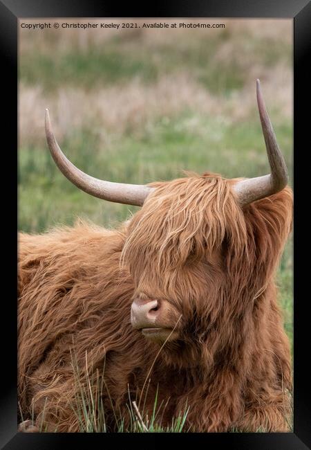 Highland cow in a field Framed Print by Christopher Keeley
