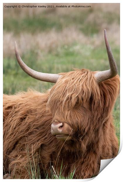 Highland cow in a field Print by Christopher Keeley