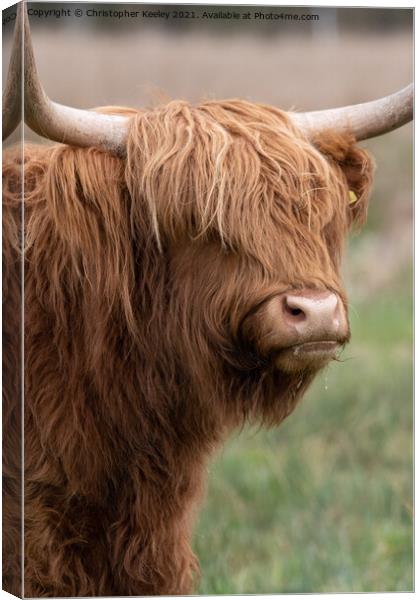 Highland cow portrait Canvas Print by Christopher Keeley