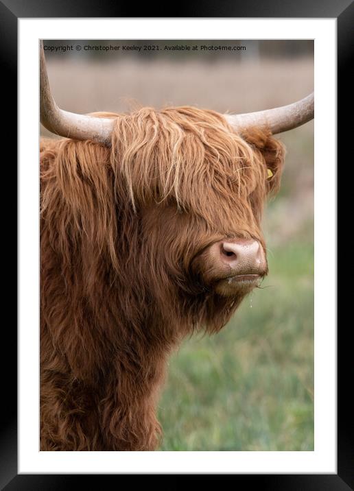 Highland cow portrait Framed Mounted Print by Christopher Keeley