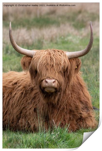 Portrait of a Highland cow Print by Christopher Keeley