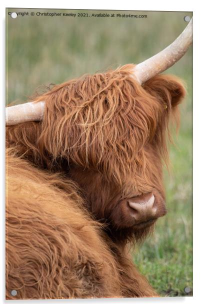 Highland cow portrait Acrylic by Christopher Keeley
