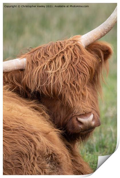 Highland cow portrait Print by Christopher Keeley