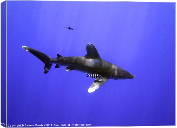 Oceanic Whitetip Shark with Pilot Fish Canvas Print by Serena Bowles