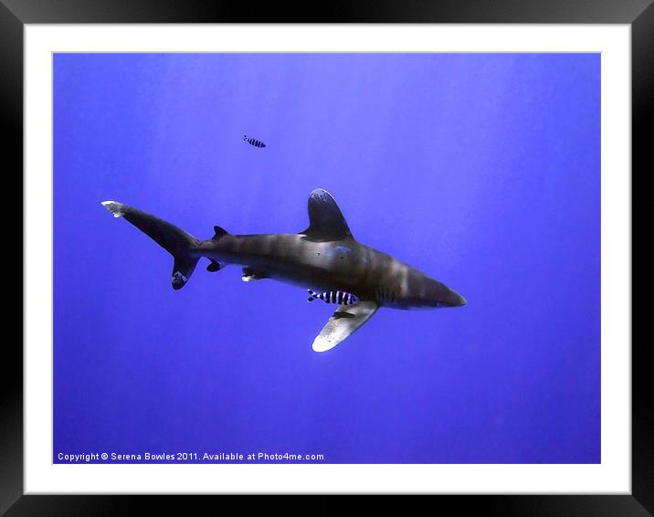 Oceanic Whitetip Shark with Pilot Fish Framed Mounted Print by Serena Bowles