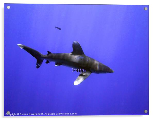 Oceanic Whitetip Shark with Pilot Fish Acrylic by Serena Bowles