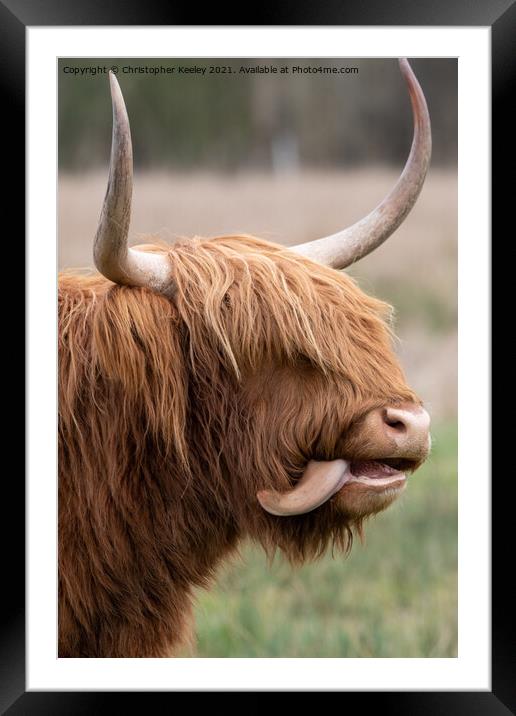 Funny Highland cow Framed Mounted Print by Christopher Keeley