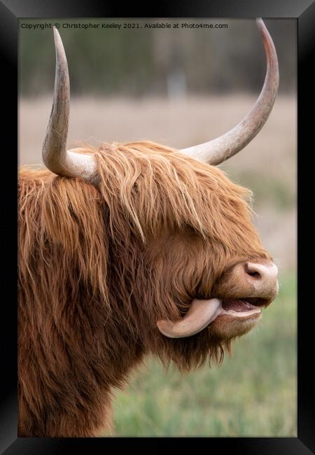 Funny Highland cow Framed Print by Christopher Keeley