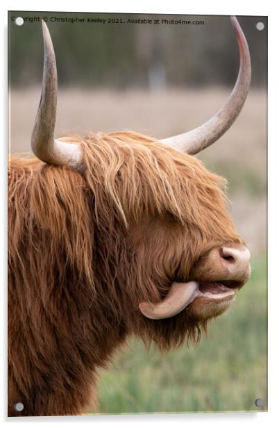 Funny Highland cow Acrylic by Christopher Keeley