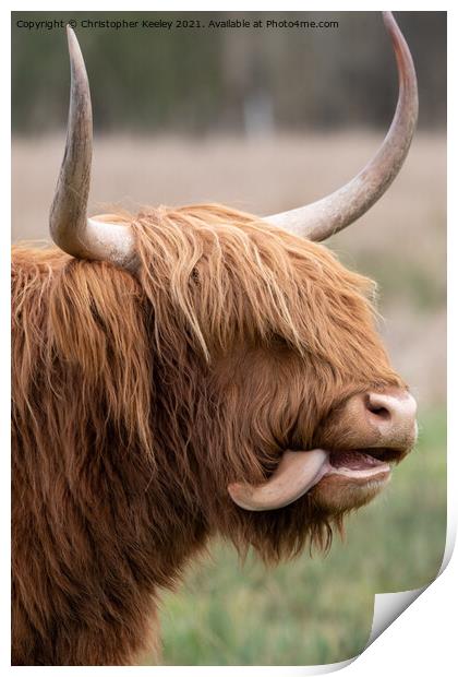 Funny Highland cow Print by Christopher Keeley
