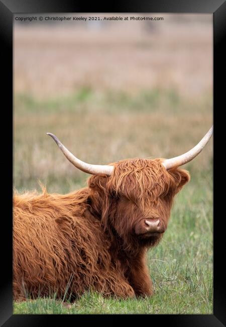 Sitting Highland cow Framed Print by Christopher Keeley