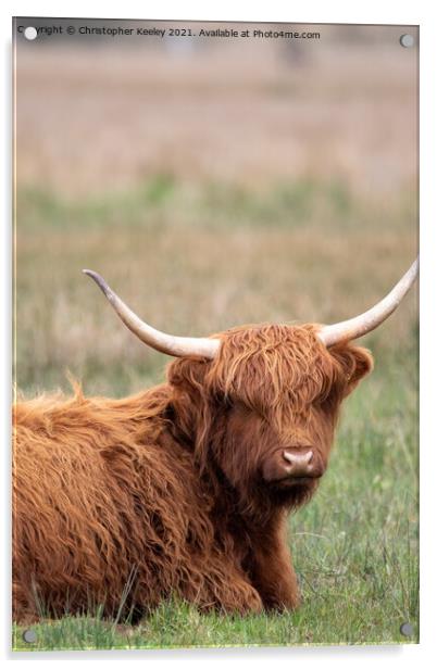 Sitting Highland cow Acrylic by Christopher Keeley