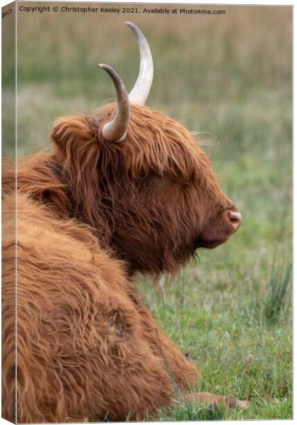 Highland cow taking a break Canvas Print by Christopher Keeley