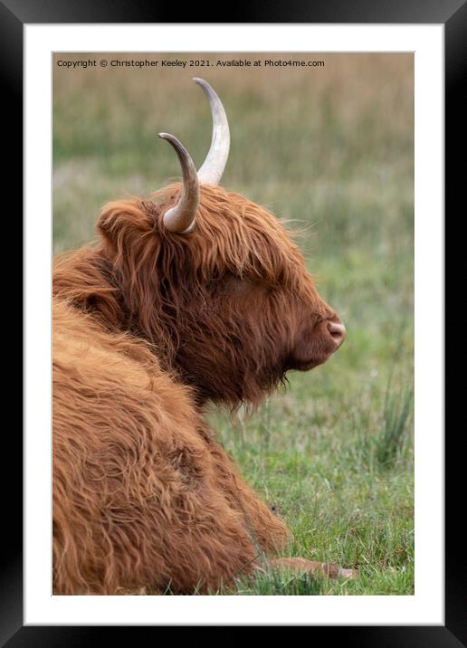 Highland cow taking a break Framed Mounted Print by Christopher Keeley