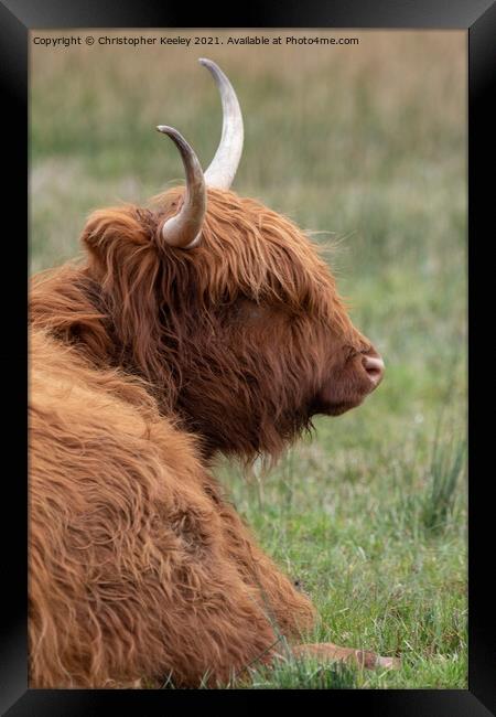 Highland cow taking a break Framed Print by Christopher Keeley