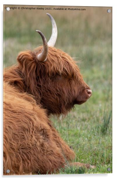 Highland cow taking a break Acrylic by Christopher Keeley