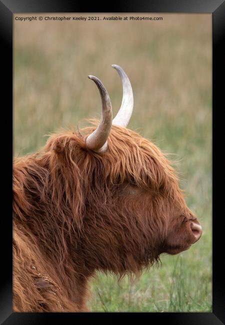 Highland cow Framed Print by Christopher Keeley