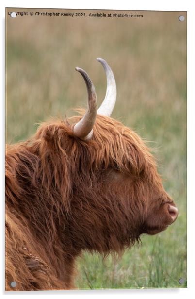 Highland cow Acrylic by Christopher Keeley
