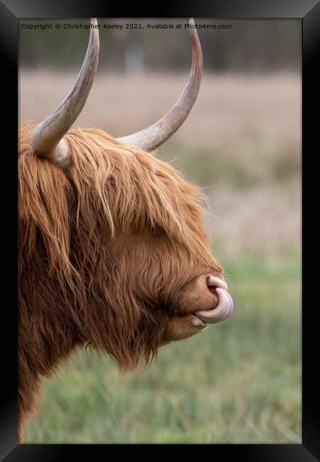 Highland cow close up Framed Print by Christopher Keeley