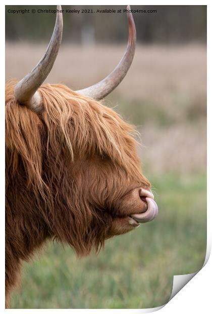 Highland cow close up Print by Christopher Keeley