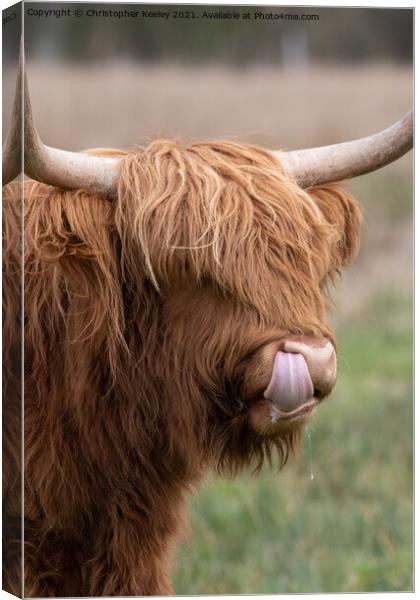 Adorable Highland cow Canvas Print by Christopher Keeley