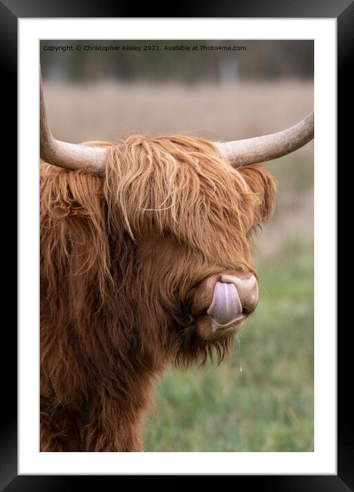 Adorable Highland cow Framed Mounted Print by Christopher Keeley