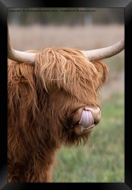 Adorable Highland cow Framed Print by Christopher Keeley