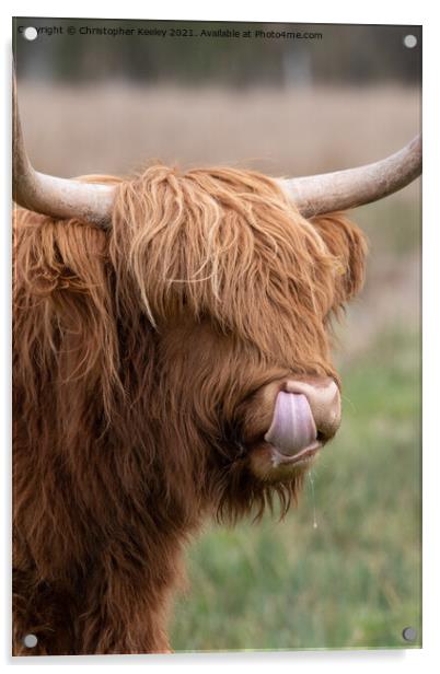 Adorable Highland cow Acrylic by Christopher Keeley
