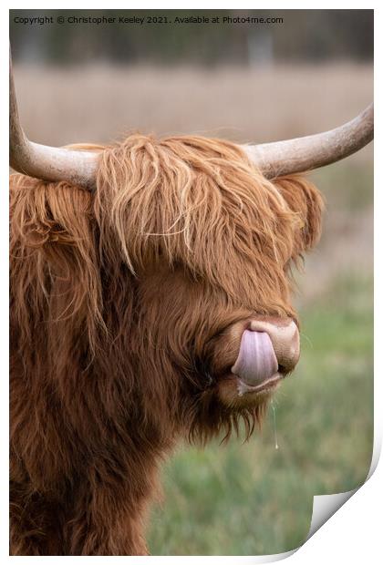 Adorable Highland cow Print by Christopher Keeley