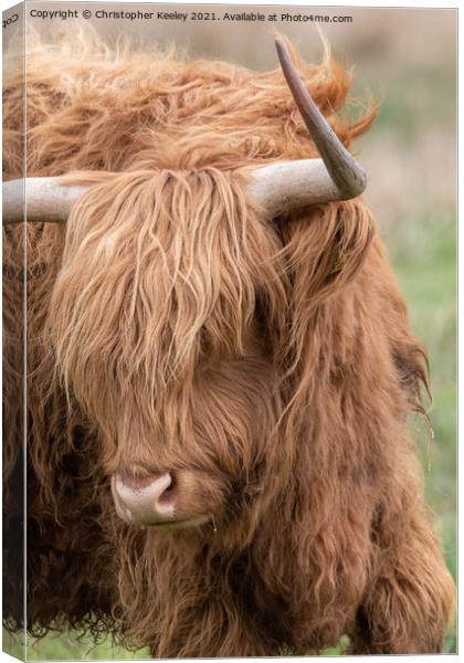 Portrait of a Highland cow Canvas Print by Christopher Keeley