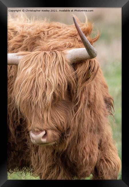 Portrait of a Highland cow Framed Print by Christopher Keeley