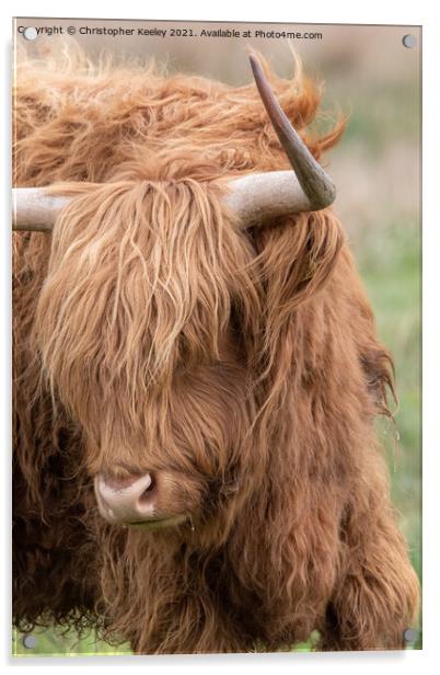 Portrait of a Highland cow Acrylic by Christopher Keeley