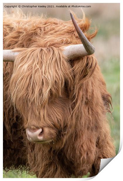 Portrait of a Highland cow Print by Christopher Keeley