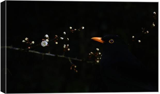 Blackbird and Blackthorn Canvas Print by David Neighbour