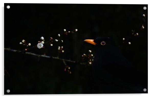 Blackbird and Blackthorn Acrylic by David Neighbour