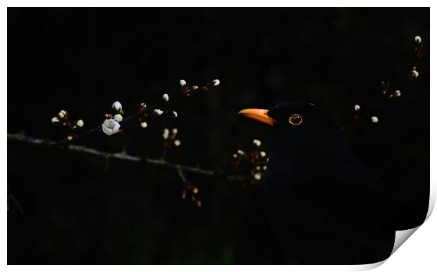 Blackbird and Blackthorn Print by David Neighbour