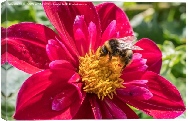 Bumble Bee enjoying a feast of pollen Canvas Print by Kevin White