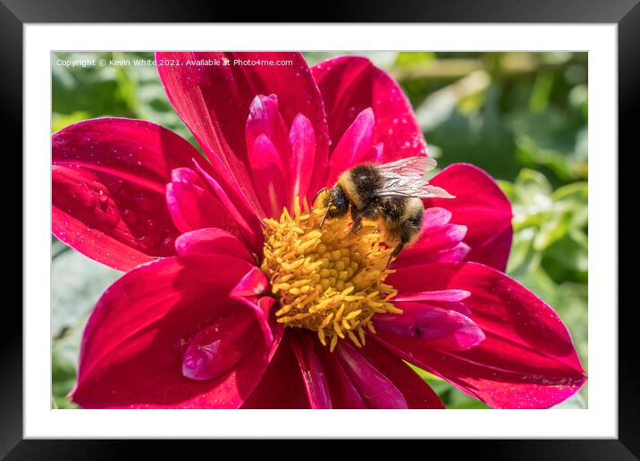 Bumble Bee enjoying a feast of pollen Framed Mounted Print by Kevin White